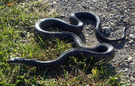 Black Rat Snake
