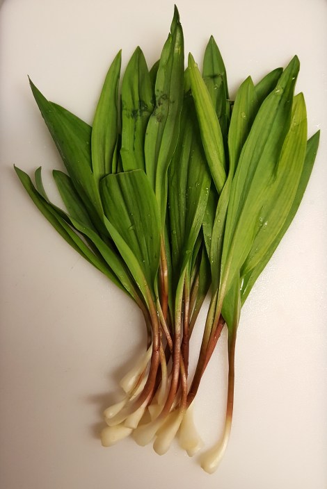 Ramps, Allium tricoccum