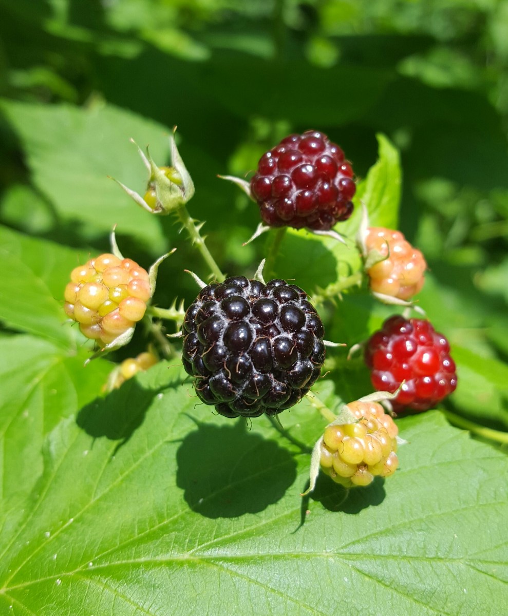 Black Raspberries, Rubus occidentalis