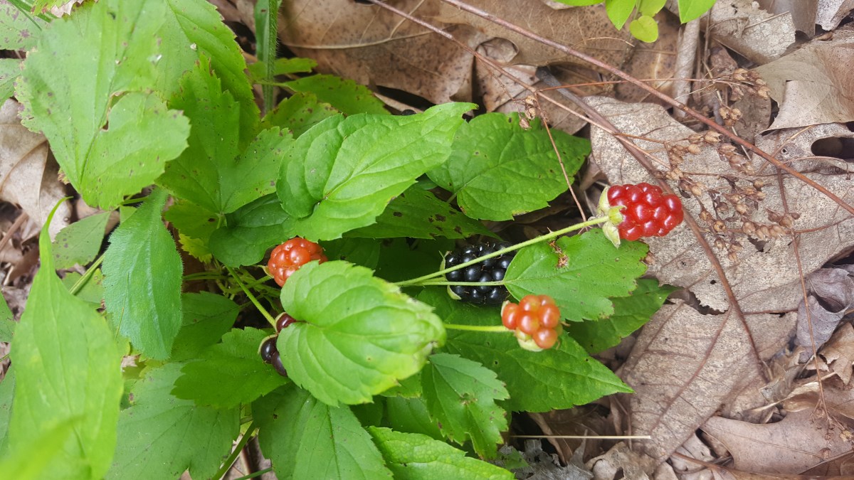 Dewberries, Rubus flagellaris