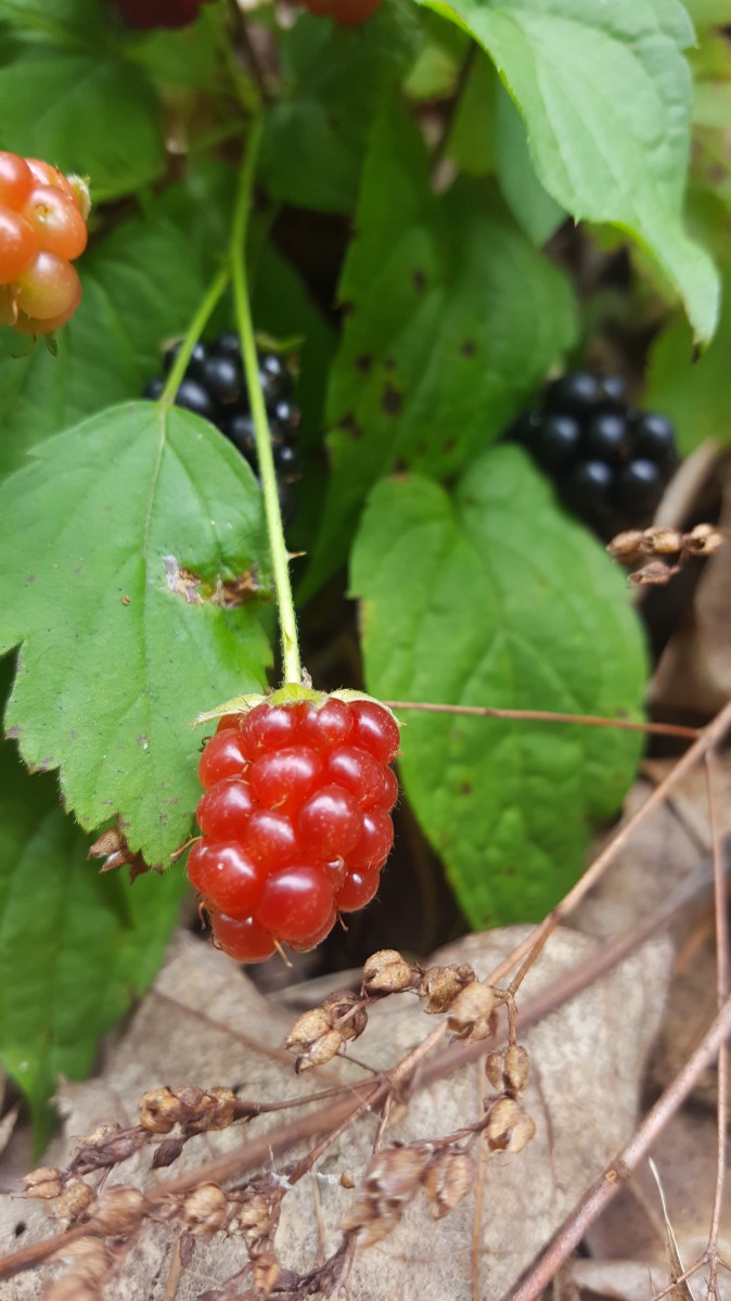Dewberries, Rubus flagellaris
