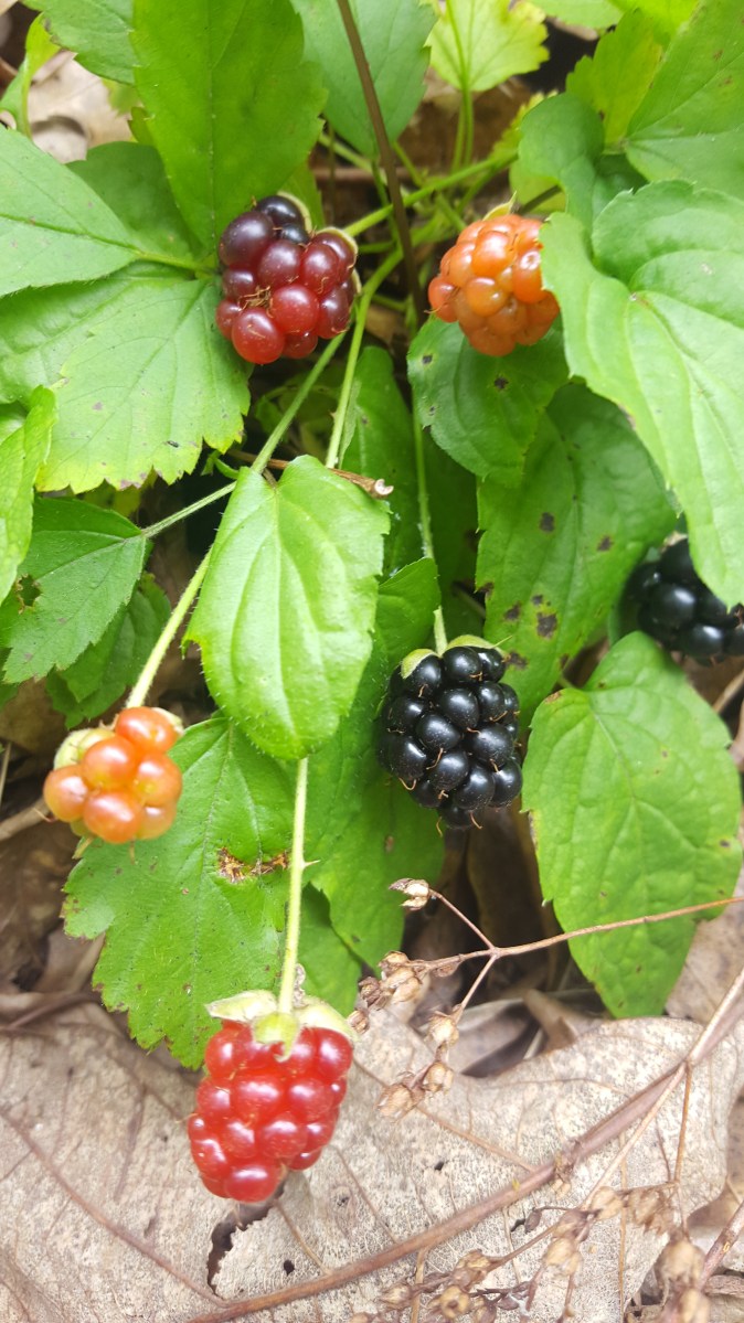 Dewberries, Rubus flagellaris