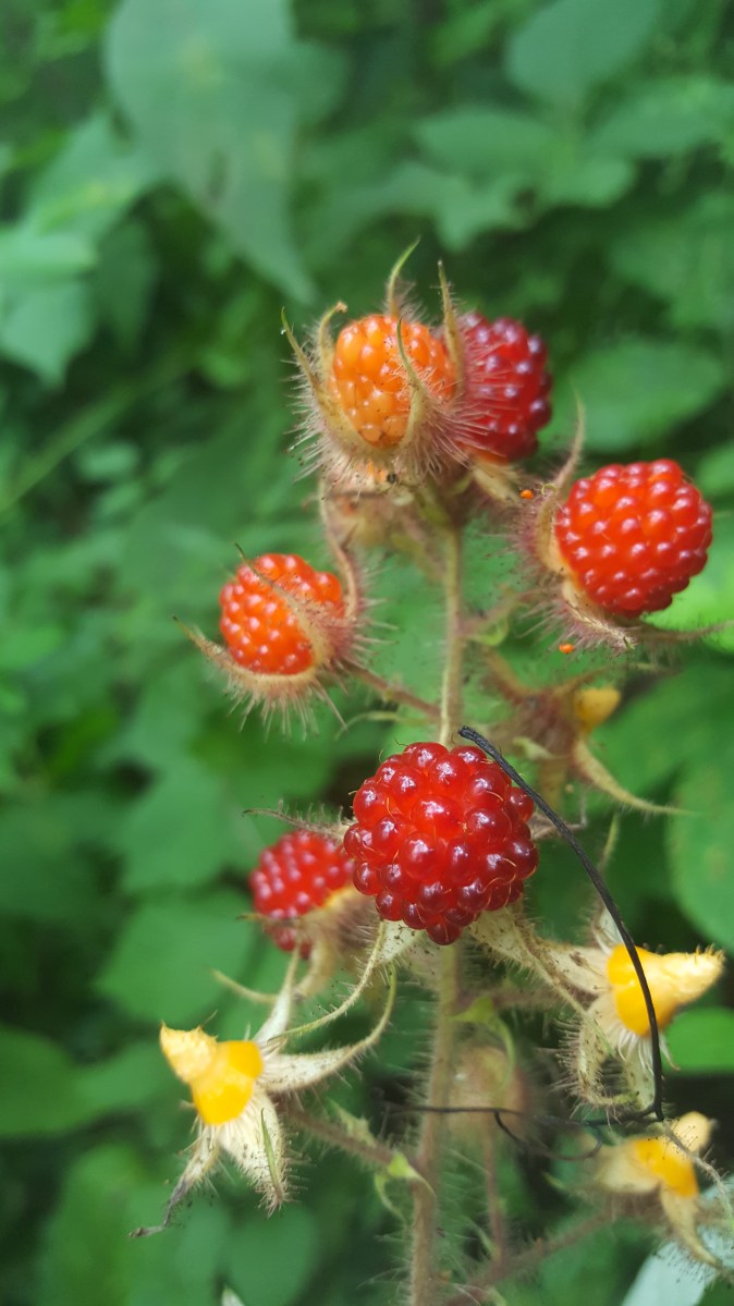 Wine Raspberries, Rubus phoenicolasius