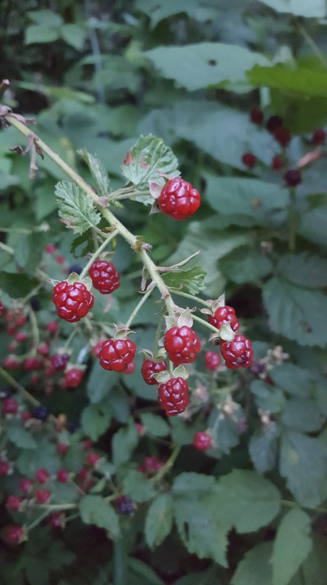 Blackberries, Rubus pensilvanicus