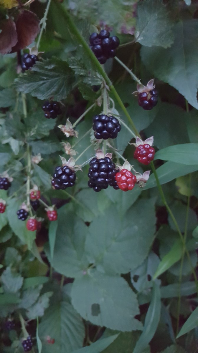 Blackberries, Rubus pensilvanicus
