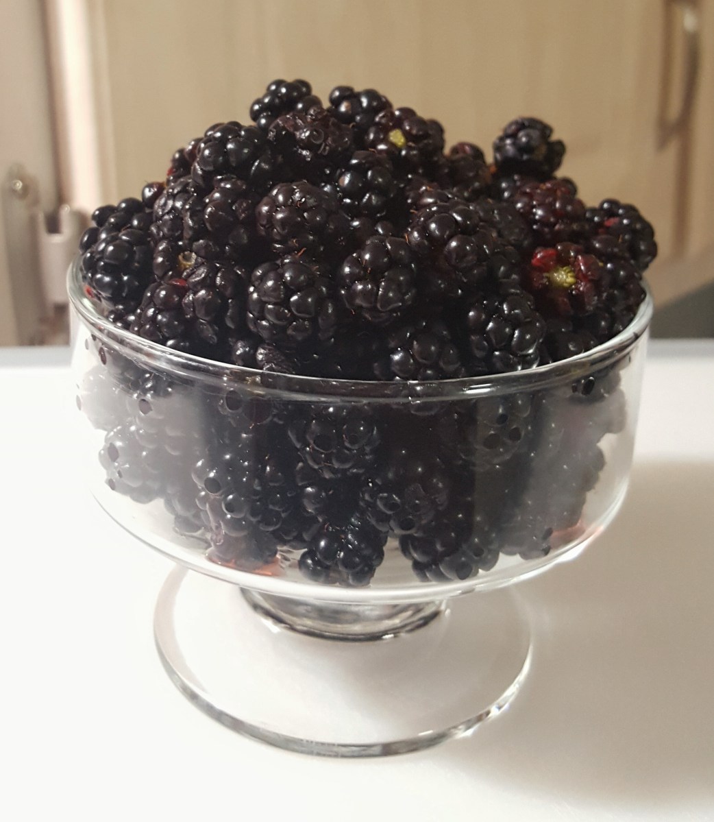 Blackberries, Rubus pensilvanicus
