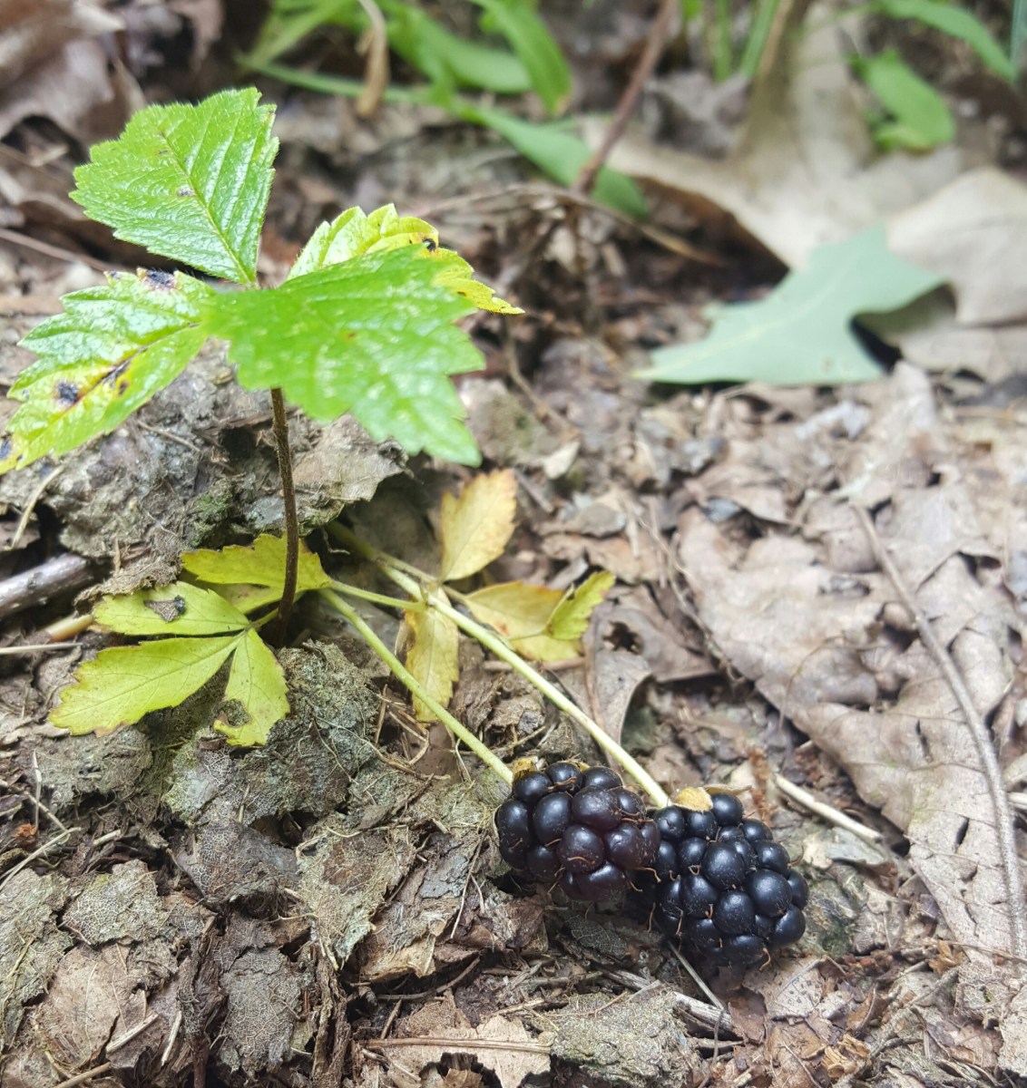 Dewberries, Rubus flagellaris