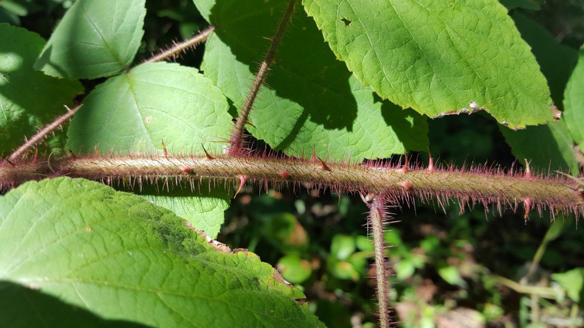 Wine Raspberries, Rubus phoenicolasius