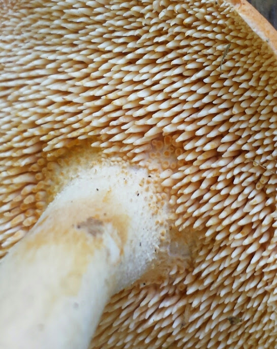 The Hedgehog Mushroom