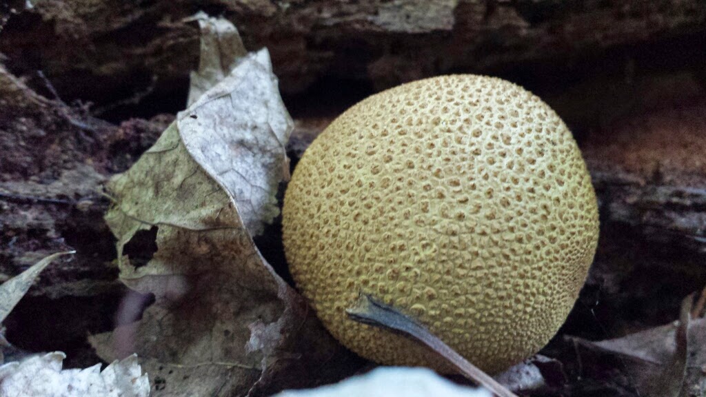 Scleroderma citrinum