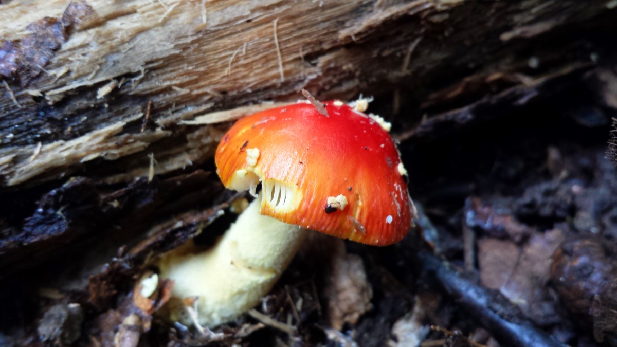 Red Amanita