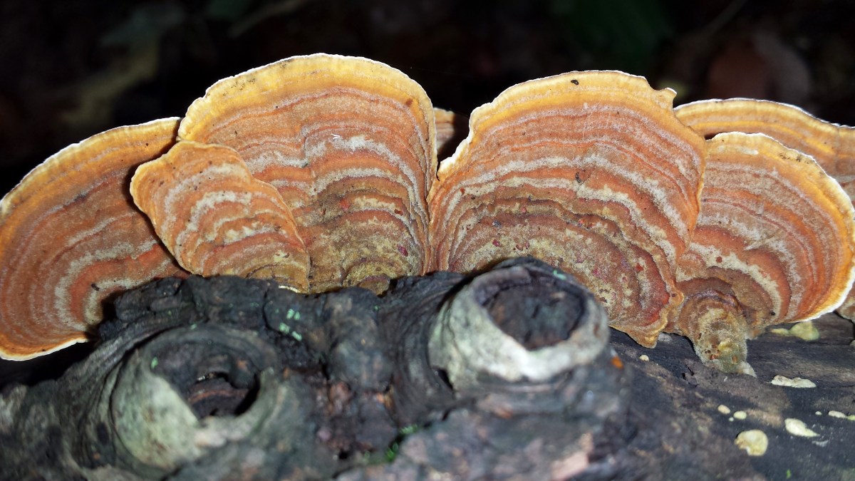 False turkey tail