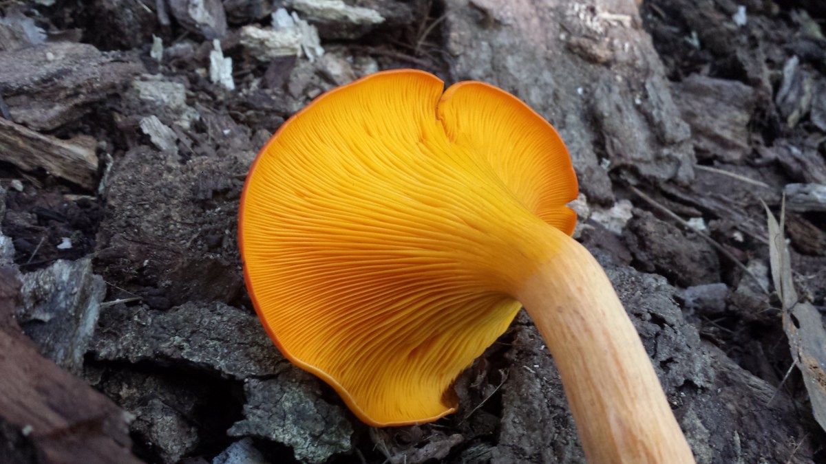 Jack O'Lantern Mushroom