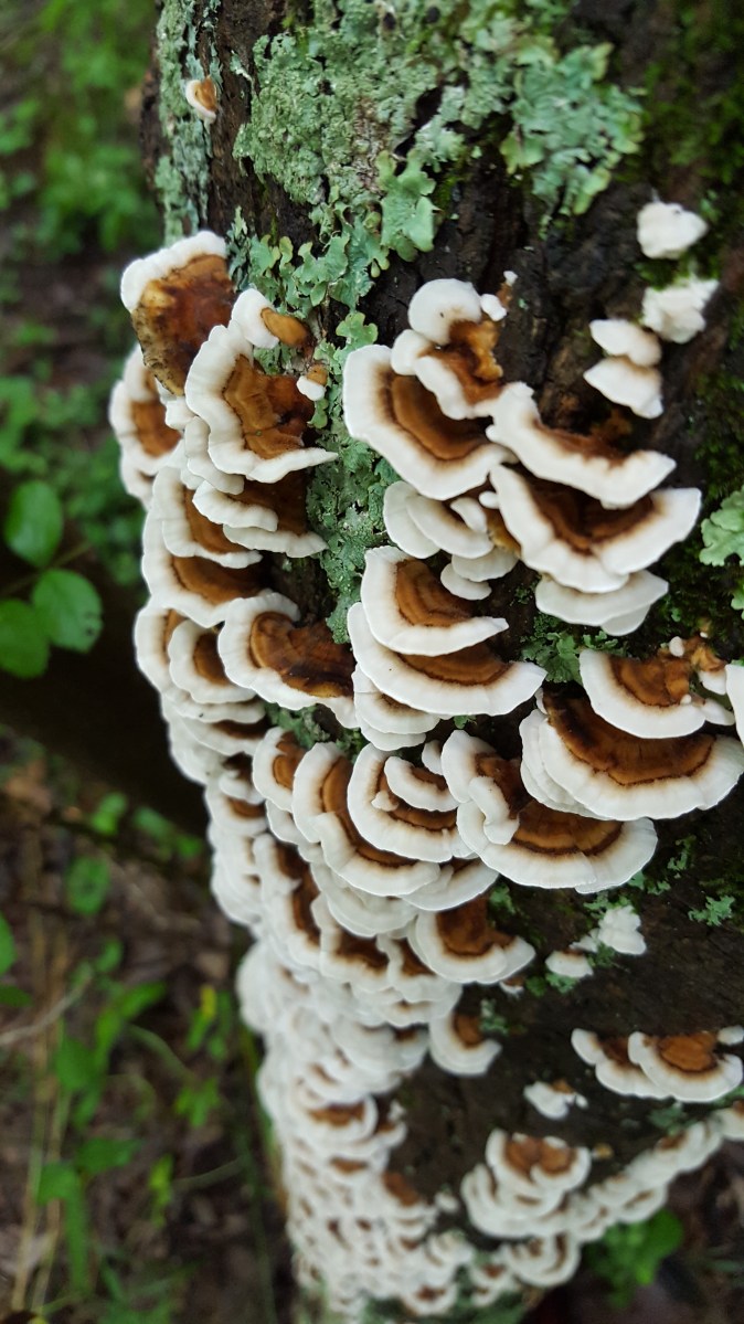 Turkey Tail Mushroom
