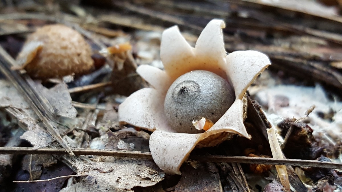 The Earthstar