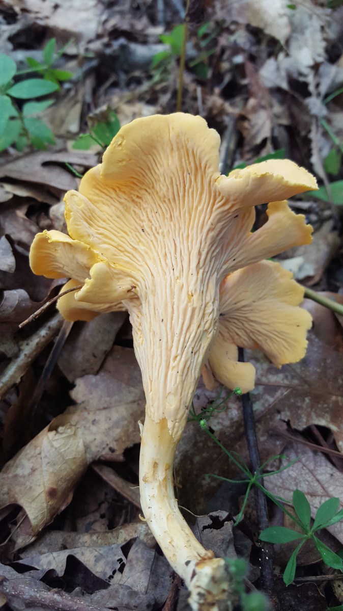 Smooth Chanterelle