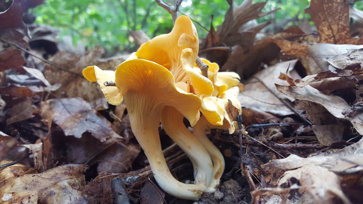 Smooth Chanterelle