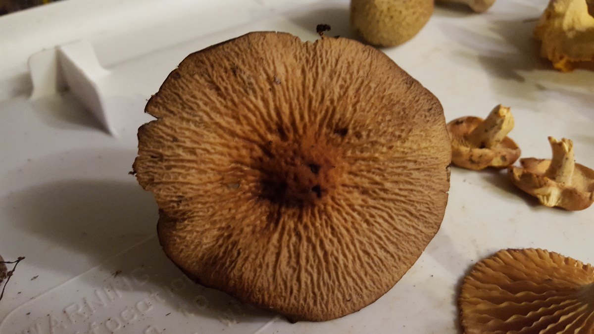 Psathyrella delineata