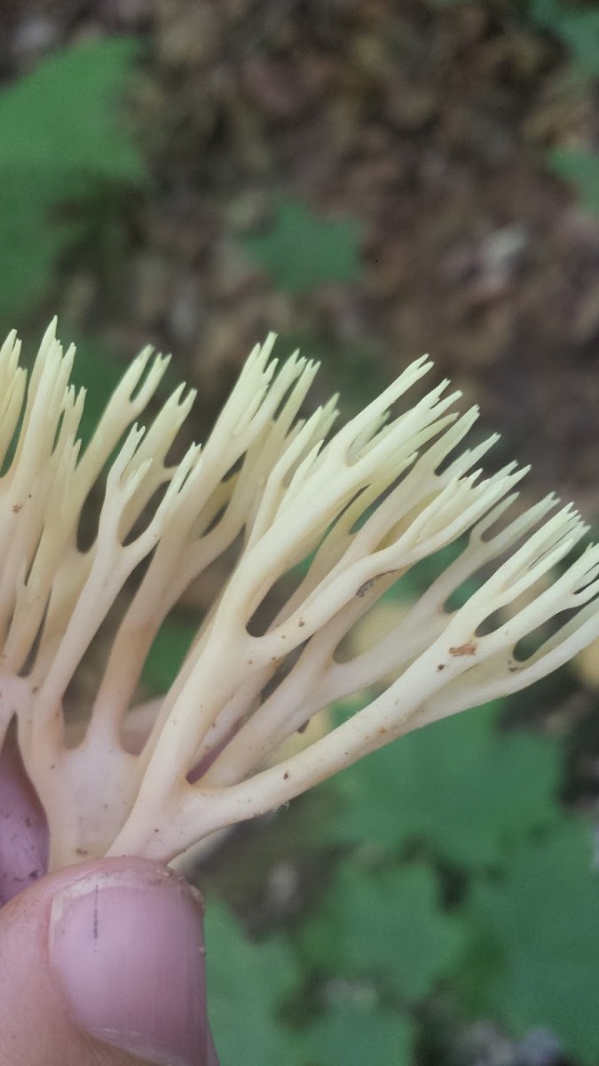 Coral Mushroom