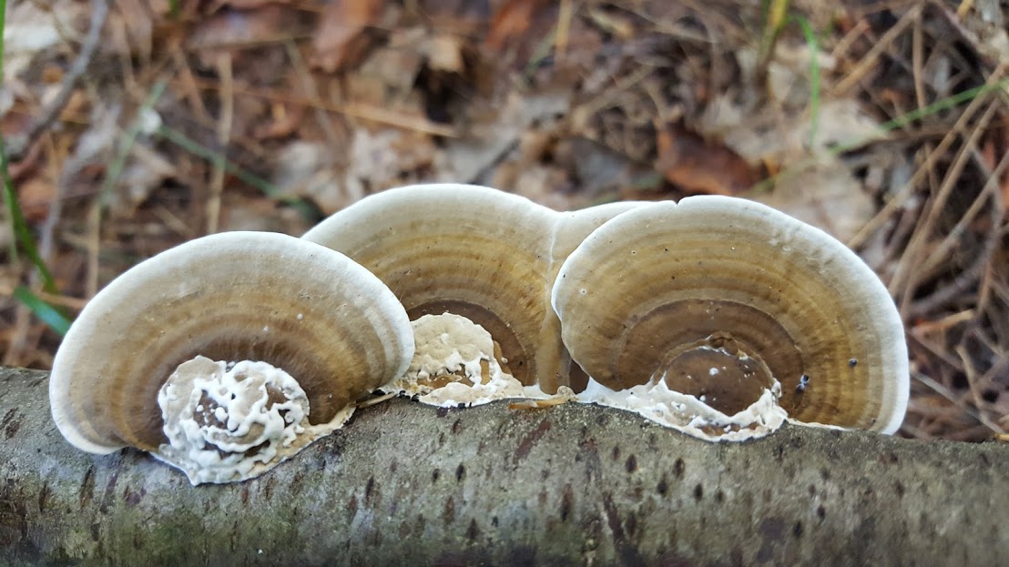 Daedaleopsis confragosa