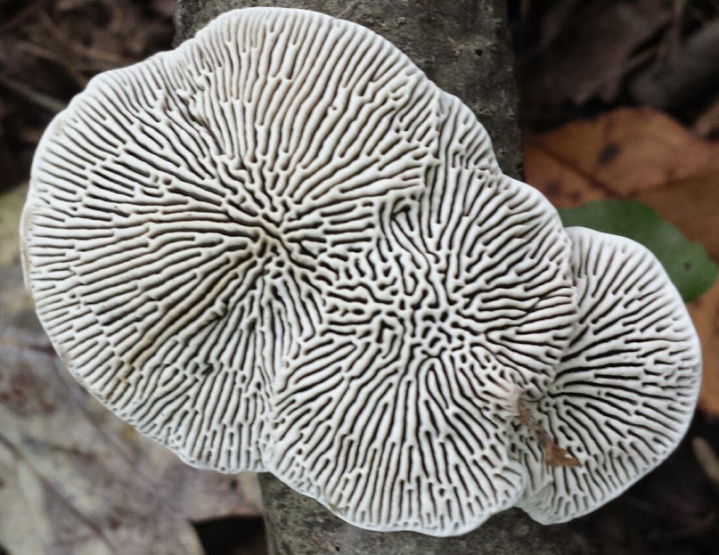 Daedaleopsis confragosa