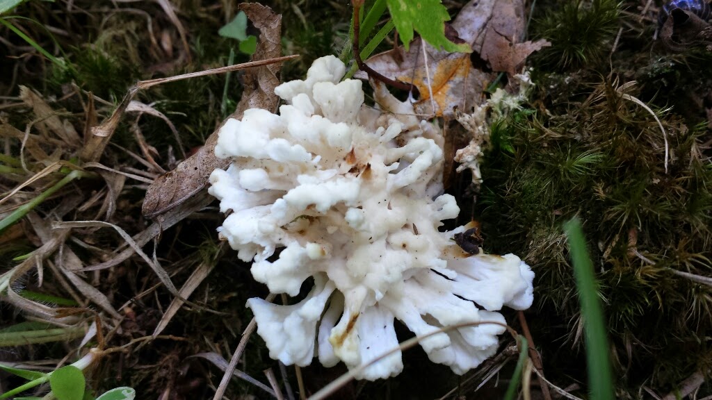 white false coral mushroom