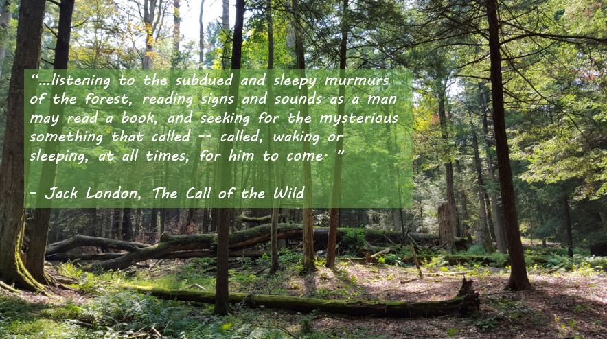 "...listening to the subdued and sleepy murmurs of the forest, reading signs and sounds as a man may read a book, and seeking for the mysterious something that called -- called, waking or sleeping, at all times, for him to come.”