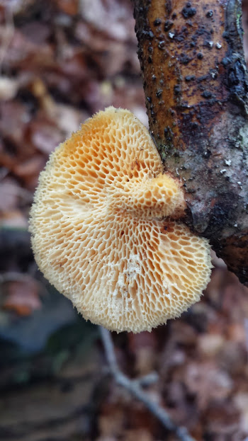 Polyporus alveolaris