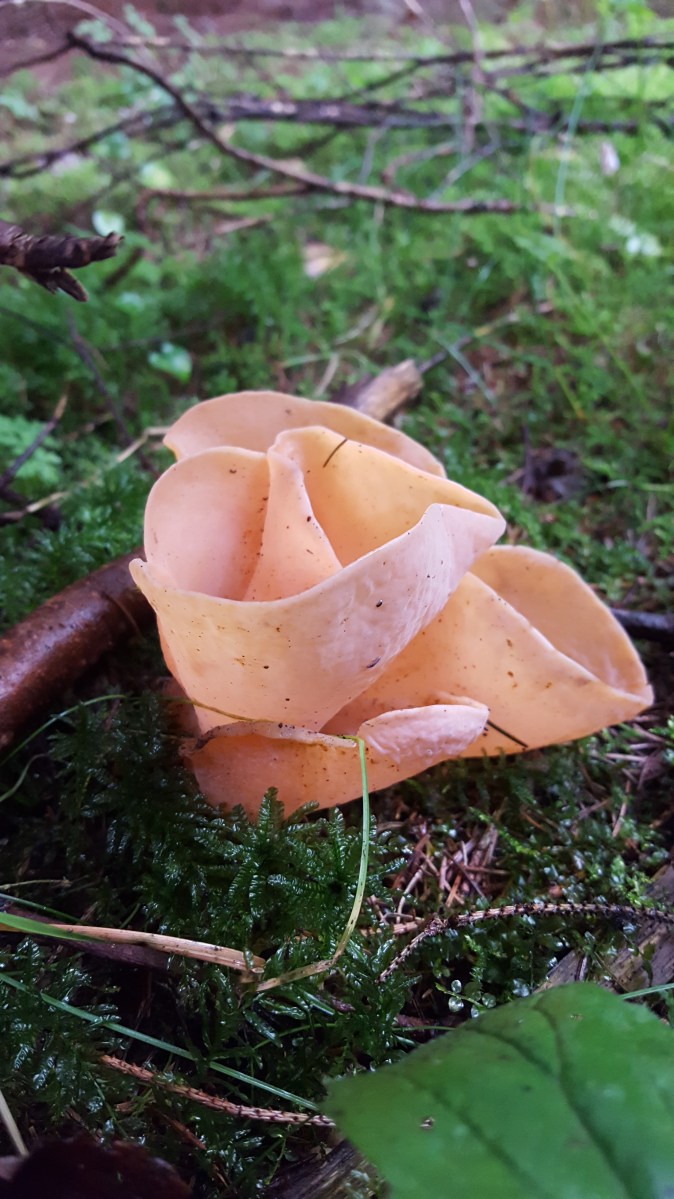 Phlogiotis helvelloides