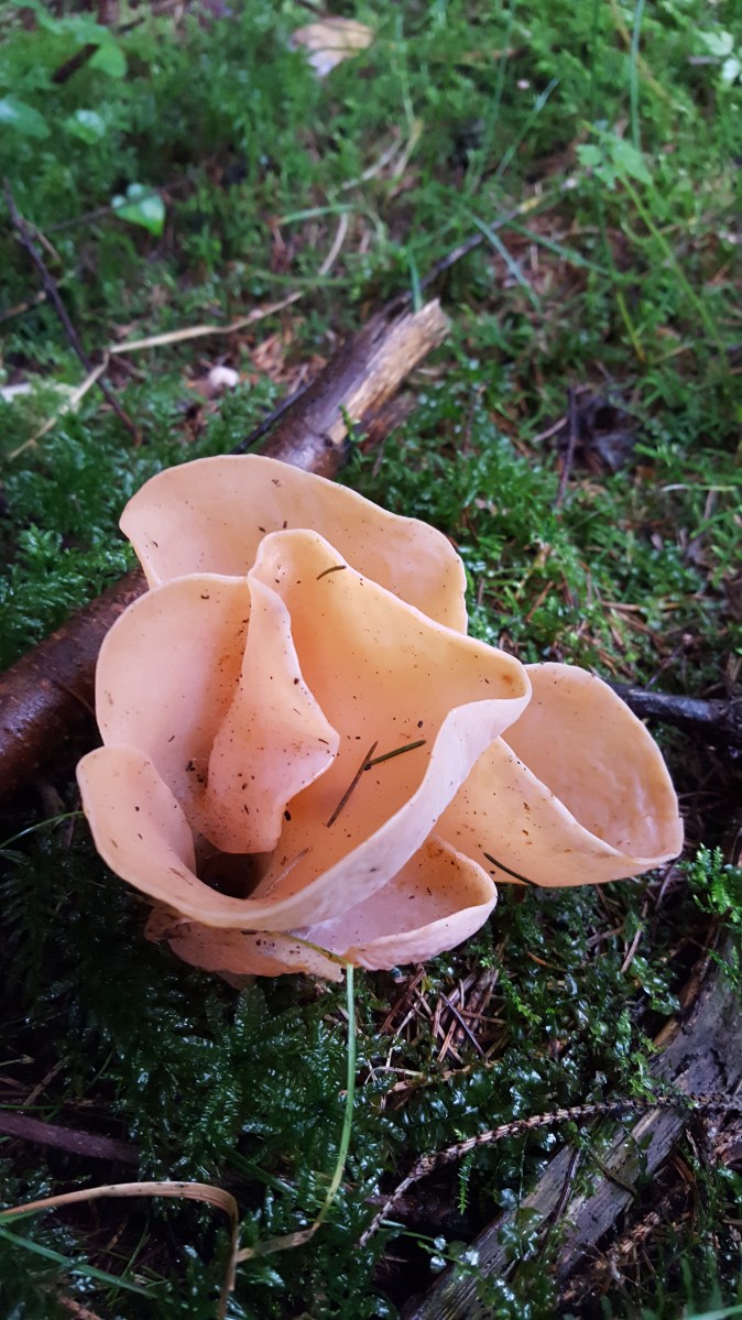 Phlogiotis helvelloides