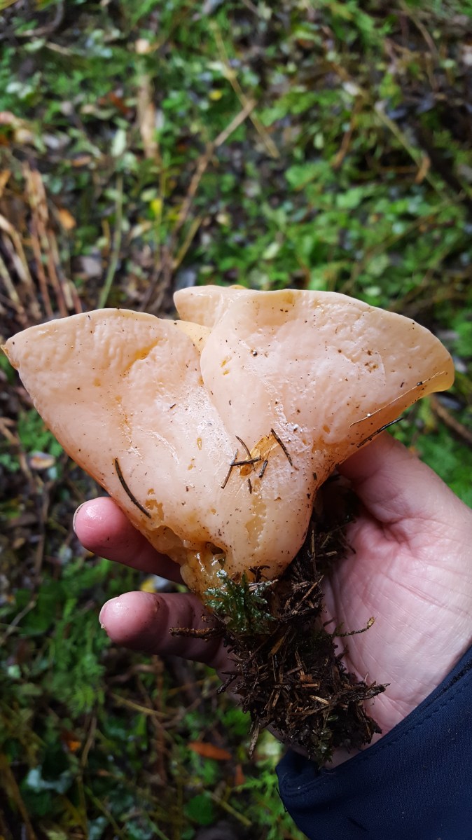 Phlogiotis helvelloides