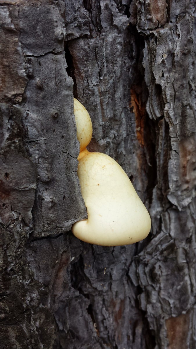 Cryptoporus volvatus