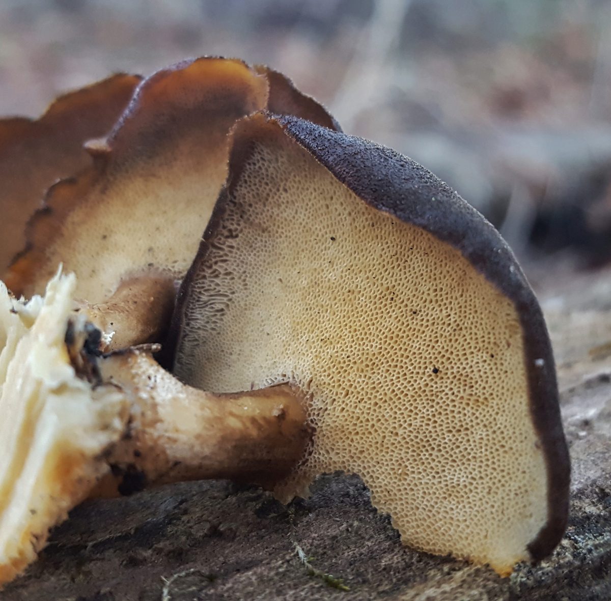 Polyporus brumalis