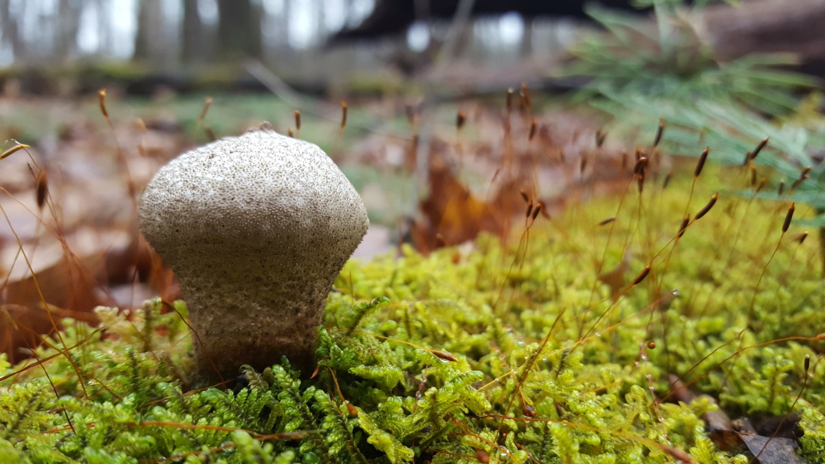 Lycoperdon pyriforme