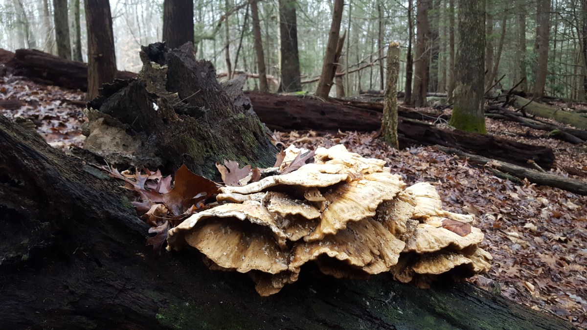 Laetiporus sulphureus