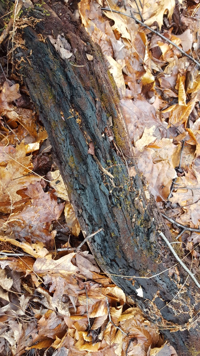 Chlorociboria aeruginascens