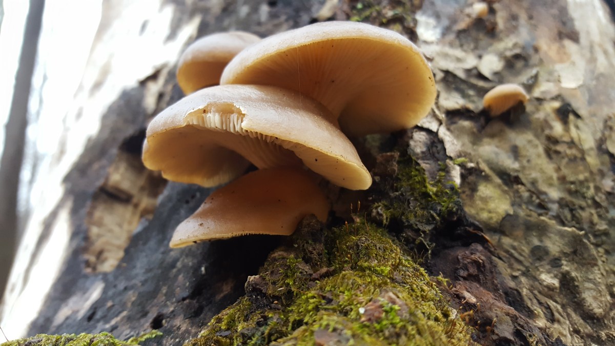 Pleurotus ostreatus