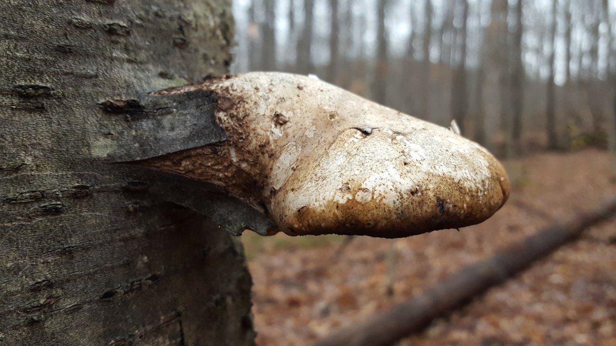 Piptoporus betulinus