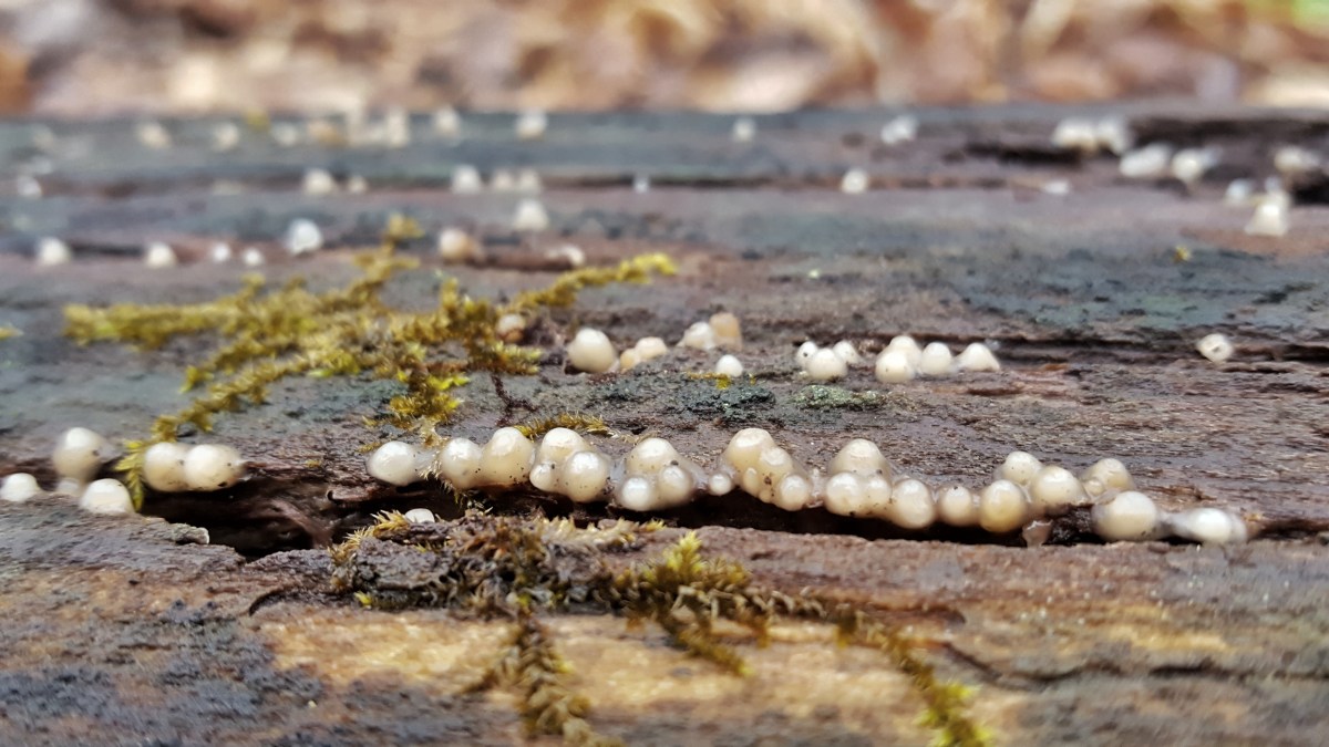 Leucogloea compressa