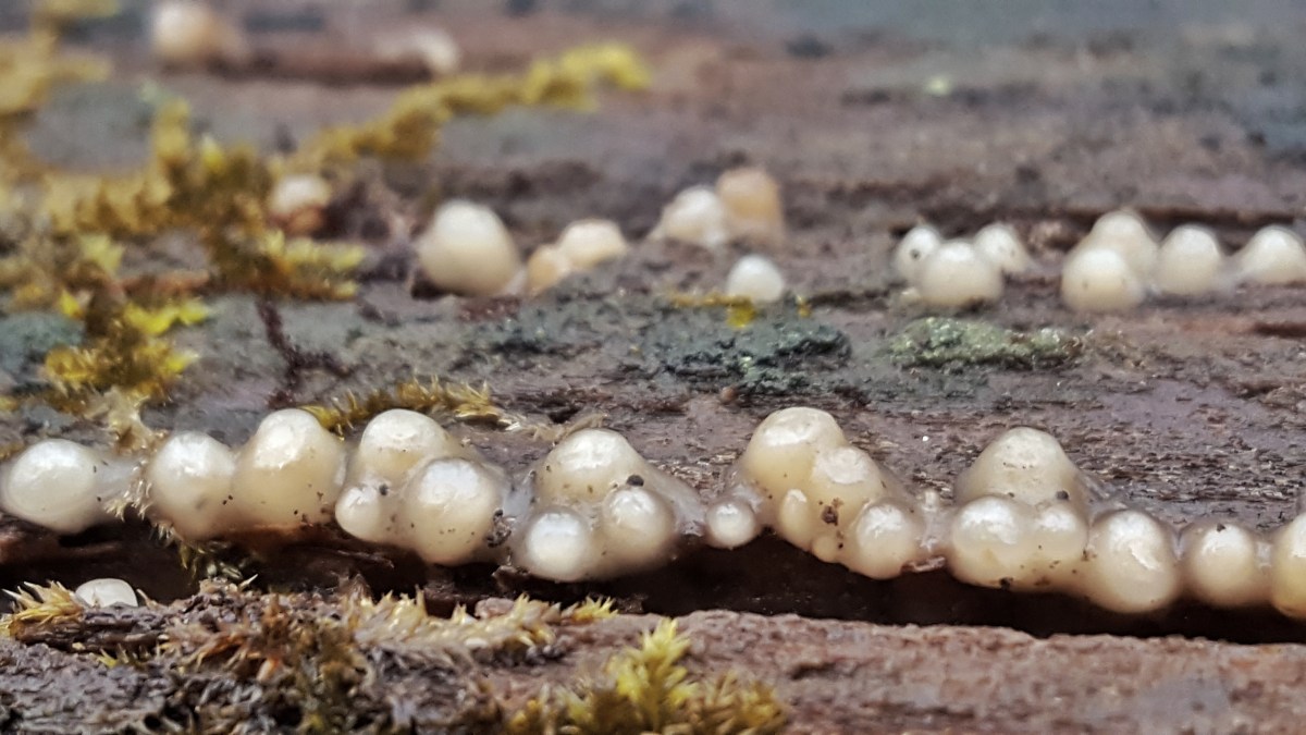 Leucogloea compressa