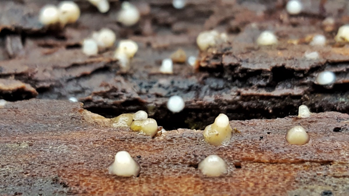 Leucogloea compressa