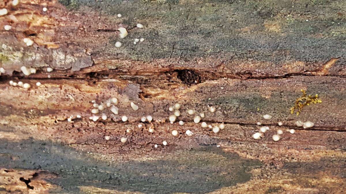 Leucogloea compressa