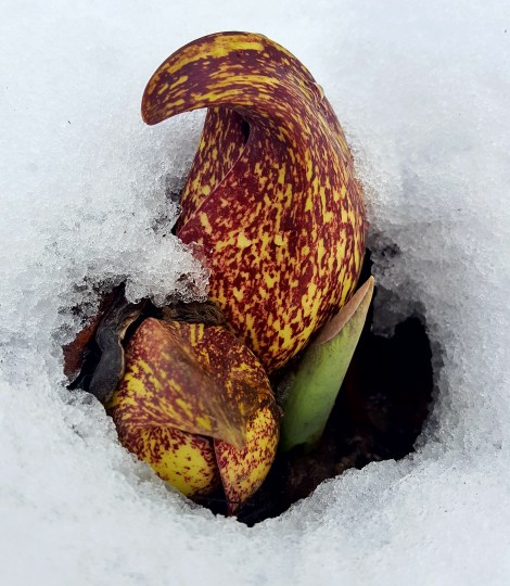 The Skunk Cabbage Plant - Symplocarpus foetidus