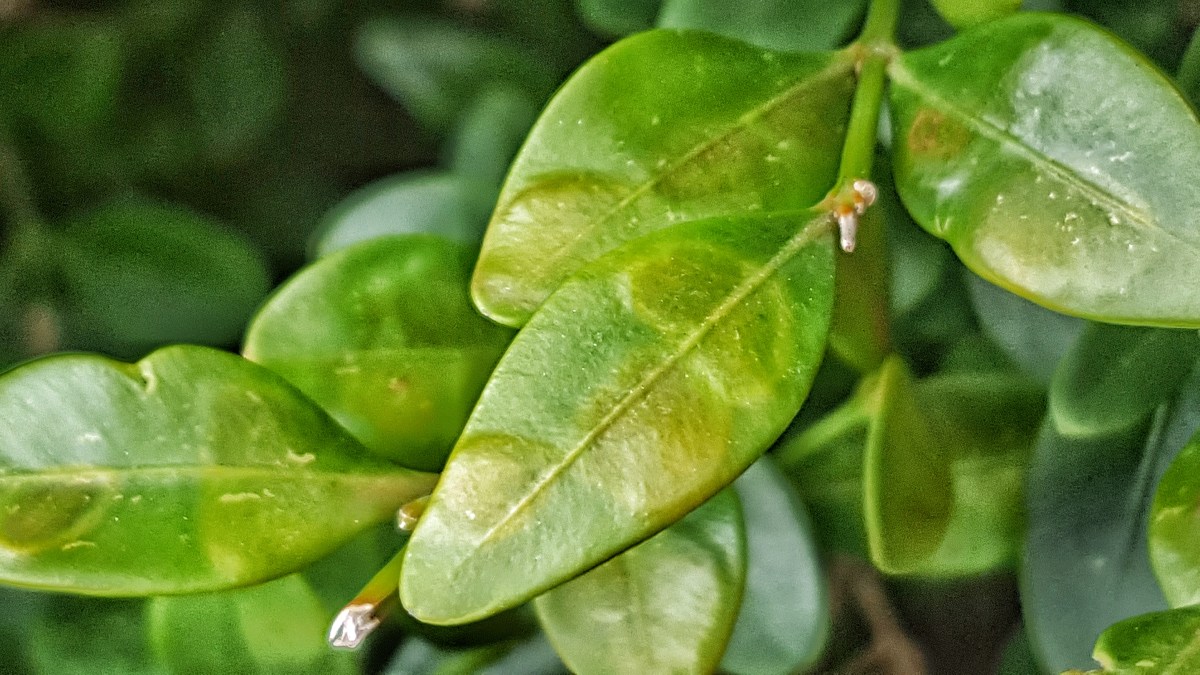 Boxwood Leafminer