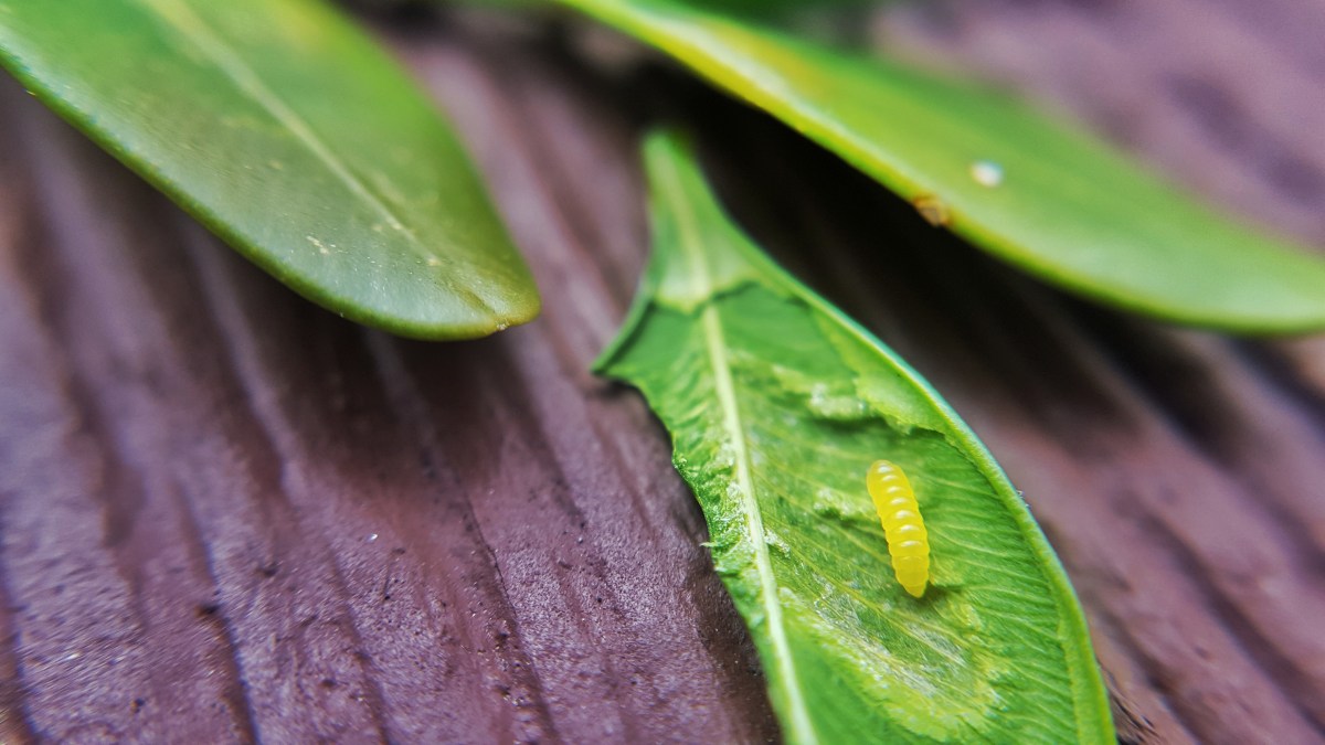 Boxwood Leafminer
