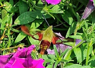 The Hummingbird Clearwing Moth, Hemaris thysbe