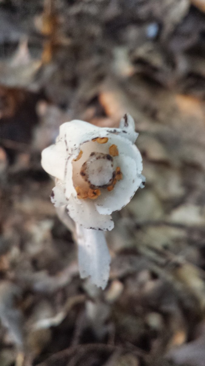 Monotropa uniflora