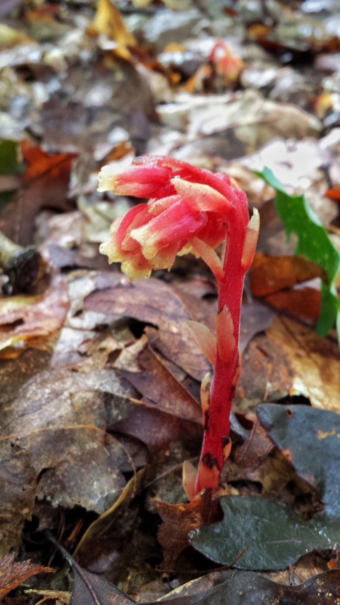 Monotropa hypopitys
