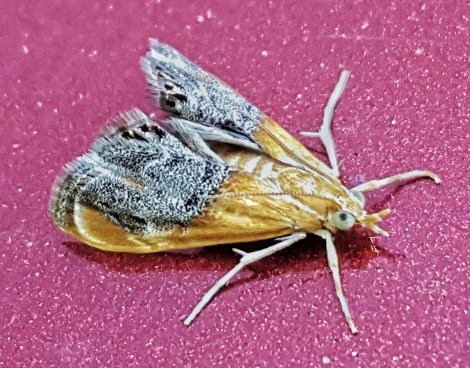 Sooty-winged Julianalis Moth, Chalcoela iphitalis