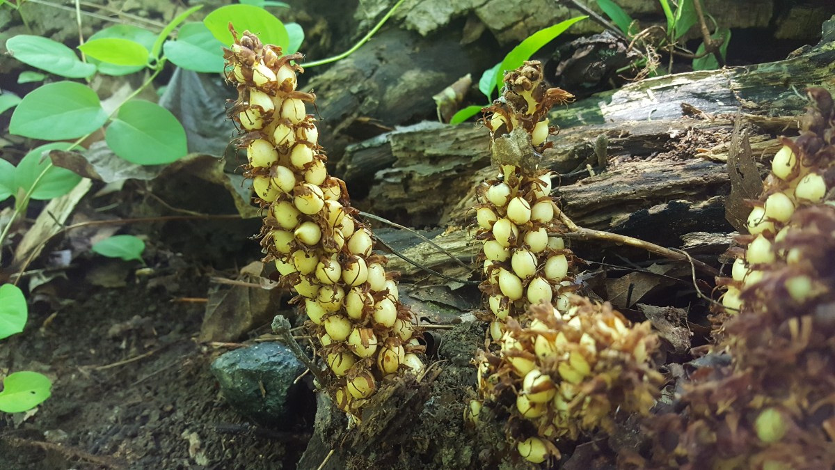 Bear Corn, Conopholis americana